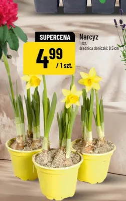Narcyz promocja w POLOmarket