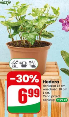 Hedera doniczka 12cm wysokość 10cm promocja w Dino