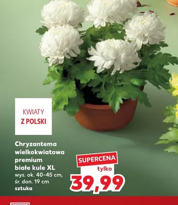 Chryzantema wielkokwiatowa premium białe kule Xl promocja w Kaufland