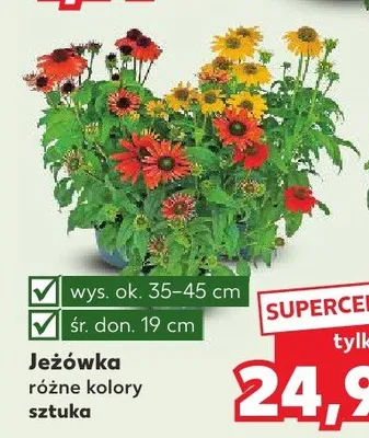 Jeżówka promocja w Kaufland