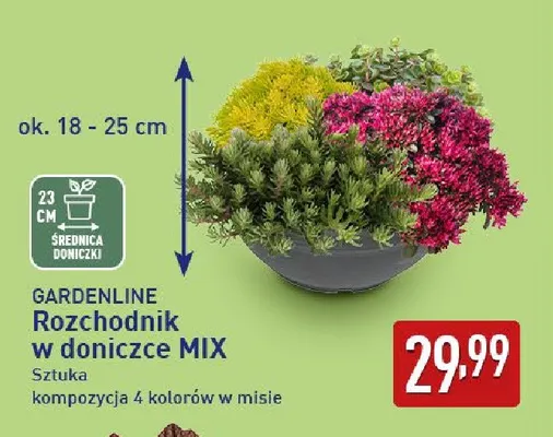 Rozchodnik w doniczce mix Gardenline promocja w Aldi