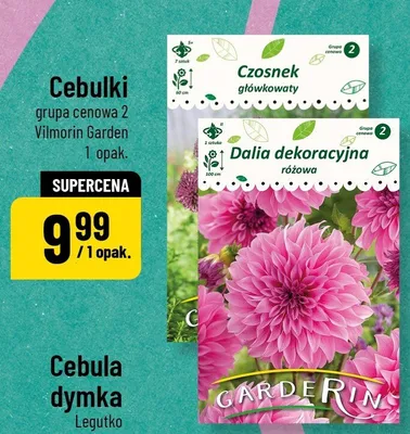 Cebulki grupa cenowa 2 Czosnek główkowaty, Dalia dekoracyjna różowa promocja w POLOmarket