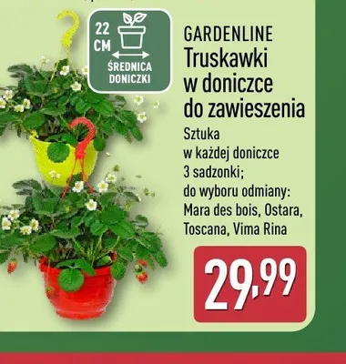 Truskawki w doniczce do zawieszenia GARDENLINE Ostara promocja w Aldi