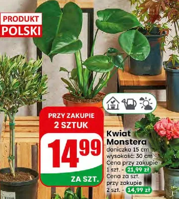 Kwiat Monstera promocja w Dino
