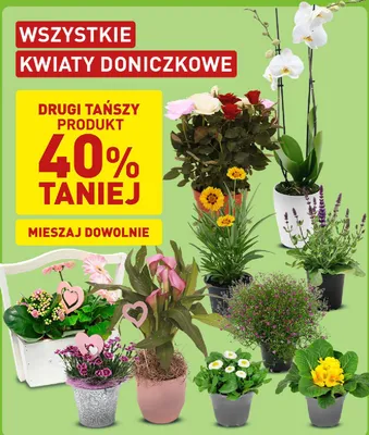 Kwiaty doniczkowe promocja w Aldi
