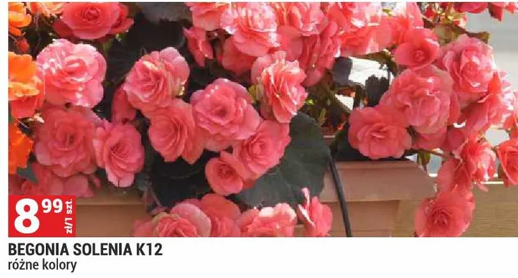 Begonia Solenia K12 promocja w Merkury Market