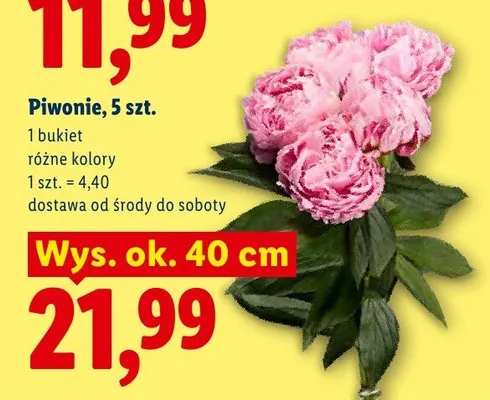 Piwonie 5-pak promocja w Lidl