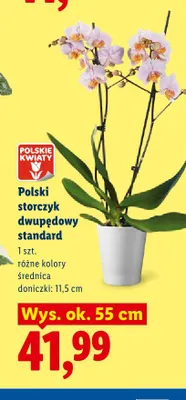 Storczyk dwupędowy standard Polskie Kwiaty promocja w Lidl