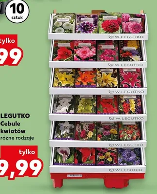Cebule kwiatów różne rodzaje promocja w Kaufland