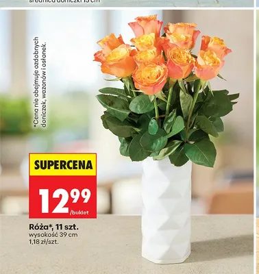 Róża wysokość 39 cm promocja w Biedronka