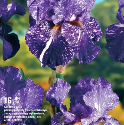 Kosaciec Batik promocja w OBI