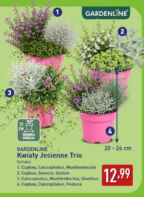 Kwiaty jesienne trio Cuphea, Calocephalus, Muehlenbeckia Gardenline promocja w Aldi