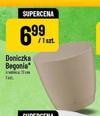 Doniczka Begonia 12 cm promocja w POLOmarket
