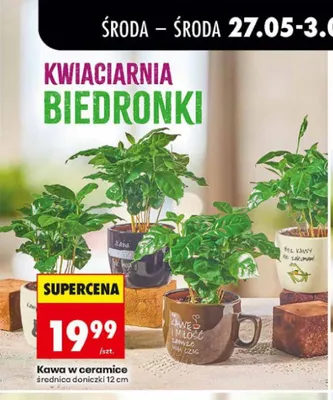 Kawa w ceramice średnica doniczki 12cm promocja w Biedronka