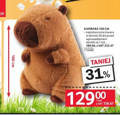 Kapibara 100cm promocja w Selgros