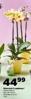 Storczyk 2-pędowy (różne kolory) promocja w Netto