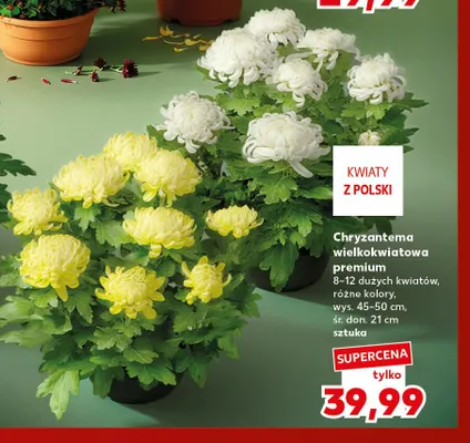 Chryzantema wielkokwiatowa premium promocja w Kaufland