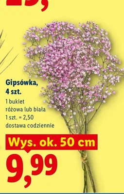 Gipsówka biała 4-pak wys. ok. 50 cm promocja w Lidl