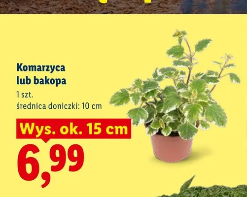Komarzyca wys. ok. 15 cm promocja w Lidl
