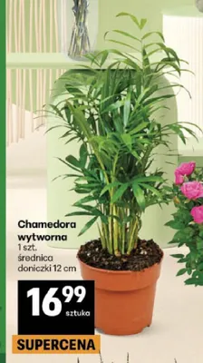 Chamedora wytworna promocja w Delikatesy Centrum