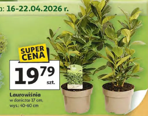 Laurowiśnia w doniczce promocja w Auchan