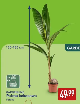 Palma kokosowa Gardenline promocja w Aldi