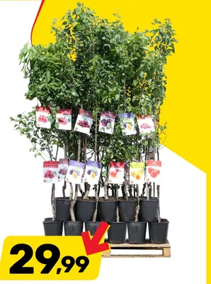 Drzewko owocowe w doniczce wiśnia promocja w Bricomarche