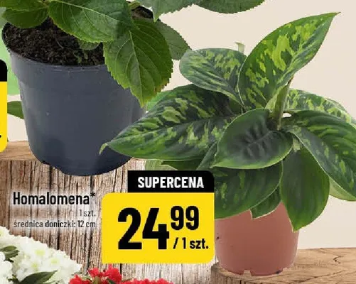 Homalomena promocja w POLOmarket