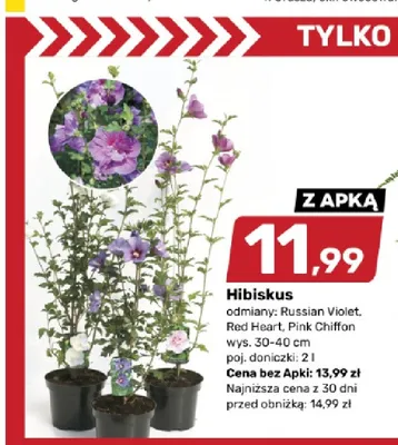 Hibiskus Russian Violet promocja w Bricomarche