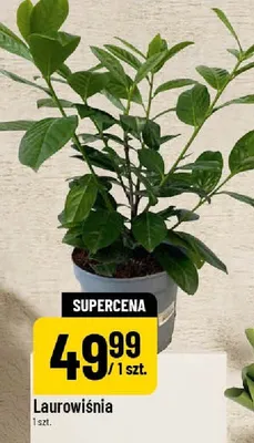 Laurowiśnia promocja w POLOmarket