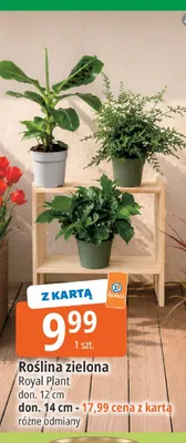 Roślina zielona Royal Plant 14 cm promocja w Leclerc