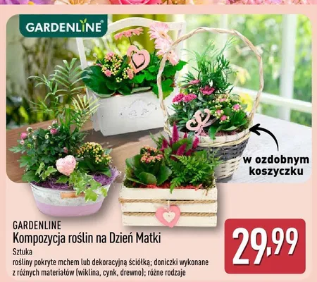 Kompozycja roślin na Dzień Matki GARDENLINE promocja w Aldi
