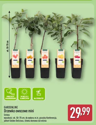 Drzewko owocowe mini promocja w Aldi