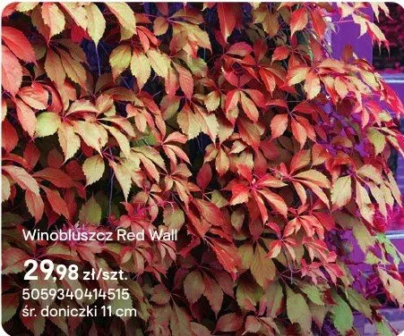 Winobluszcz Red Wall promocja w Castorama