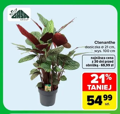 Ctenanthe Zaza Group promocja w Carrefour