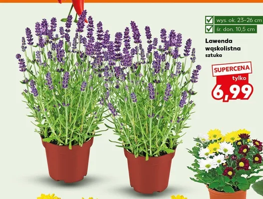 Lawenda wąskolistna promocja w Kaufland