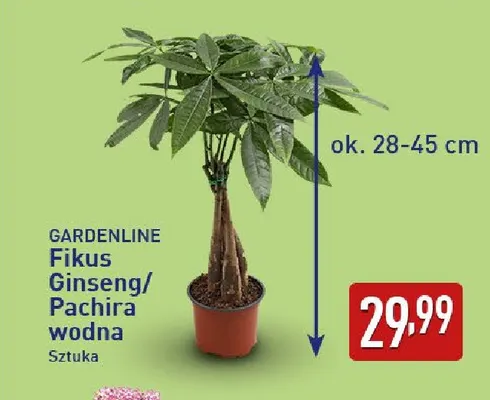 Fikus Ginseng Gardenline promocja w Aldi