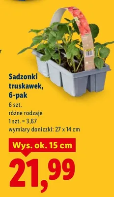 Sadzonki truskawek, 6-pak promocja w Lidl