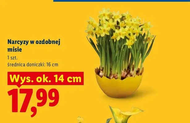 Narcyzy w ozdobnej misie promocja w Lidl