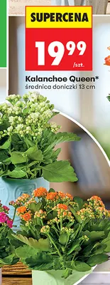 Kalanchoe Queen promocja w Biedronka