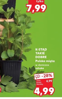 Mięta w doniczce K-Stąd Takie Dobre promocja w Kaufland