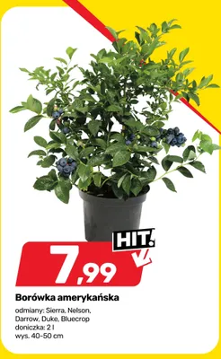 Borówka amerykańska odmiany: Sierra, Nelson, Darrow, Duke, Bluecrop promocja w Bricomarche