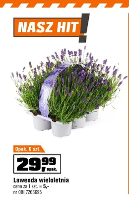 Lawenda wieloletnia 6-pak promocja w OBI
