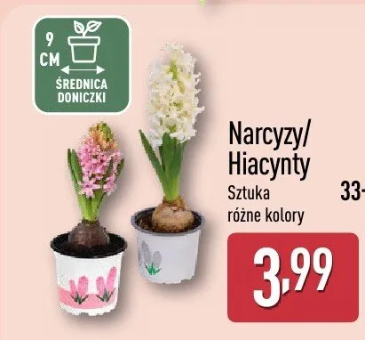 Narcyz/hiacynty sztuka różne kolory promocja w Aldi