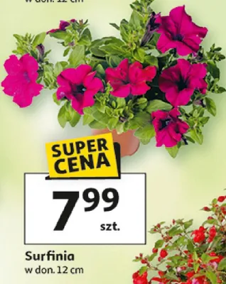 Surfinia w donicy promocja w Auchan