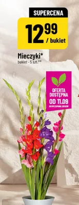 Mieczyki promocja w POLOmarket