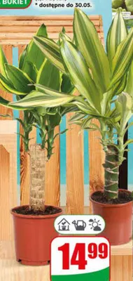 Dracena doniczka 11cm wysokość 40cm promocja w Dino