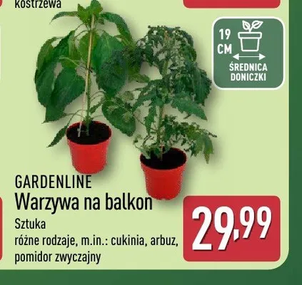 Warzywa na balkon cukinia GARDENLINE promocja w Aldi