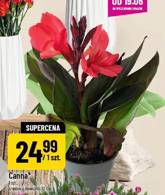Canna promocja w POLOmarket