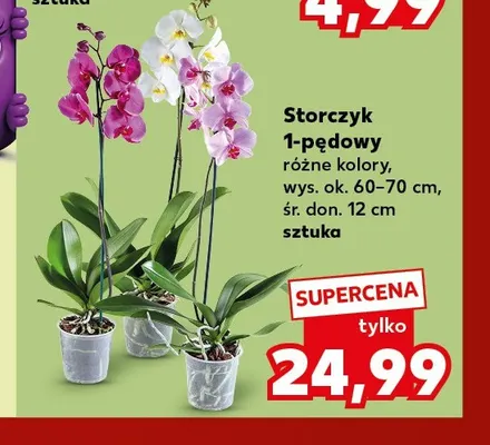 Storczyk 1-pędowy promocja w Kaufland